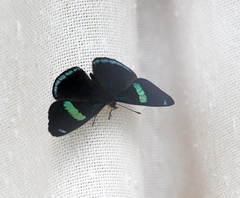 Diaethria clymena