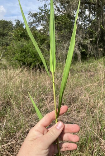 Maidencane (Panicum hemitomon)