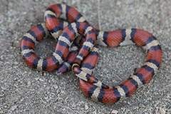 Lampropeltis gentilis