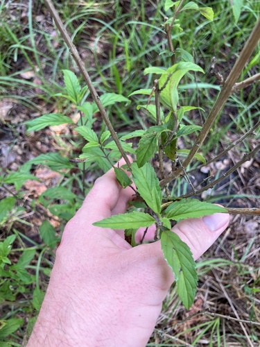 John Charles (Hyptis verticillata)