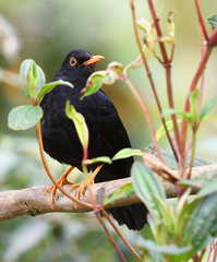 Turdus serranus
