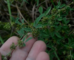 Lespedeza daurica