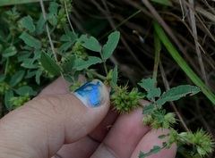 Lespedeza daurica