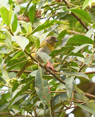 Chlorospingus flavopectus
