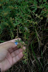Lespedeza daurica