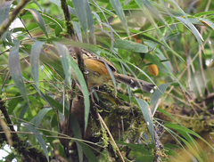 Drymophila striaticeps