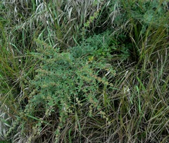 Lespedeza daurica
