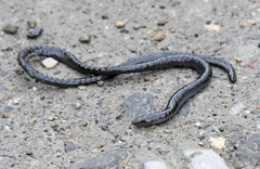 Caecilia orientalis