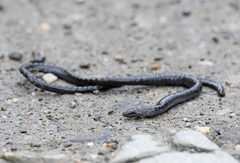 Caecilia orientalis