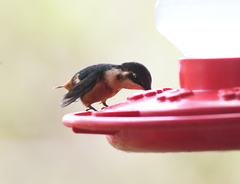 Chaetocercus heliodor