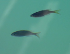 Chromis punctipinnis