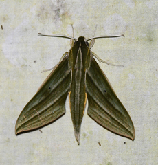 Xylophanes aristor