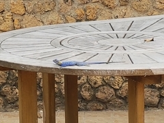 Agama mucosoensis