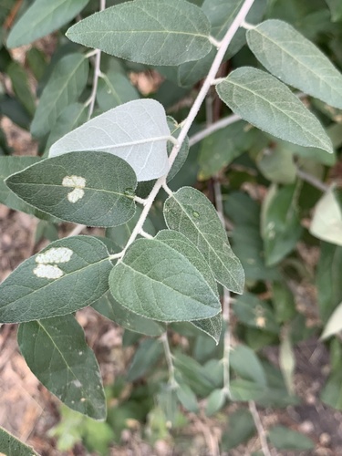 Russian olive