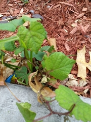 Ampelopsis glandulosa