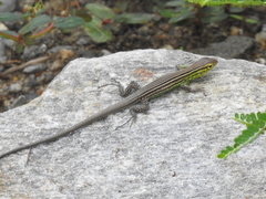 Cnemidophorus ruatanus