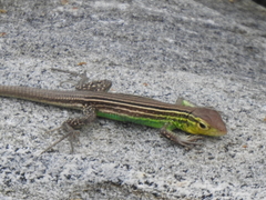 Cnemidophorus ruatanus
