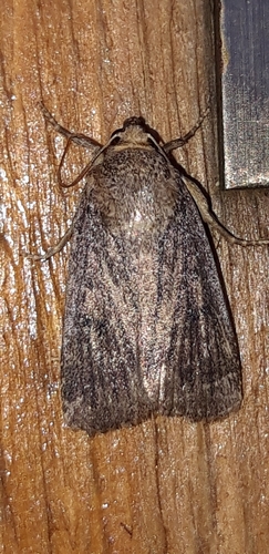 Mouse Moth, 89020 Sinopoli RC, Italia, photo 9 of 10