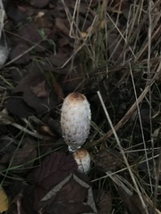 Coprinus comatus