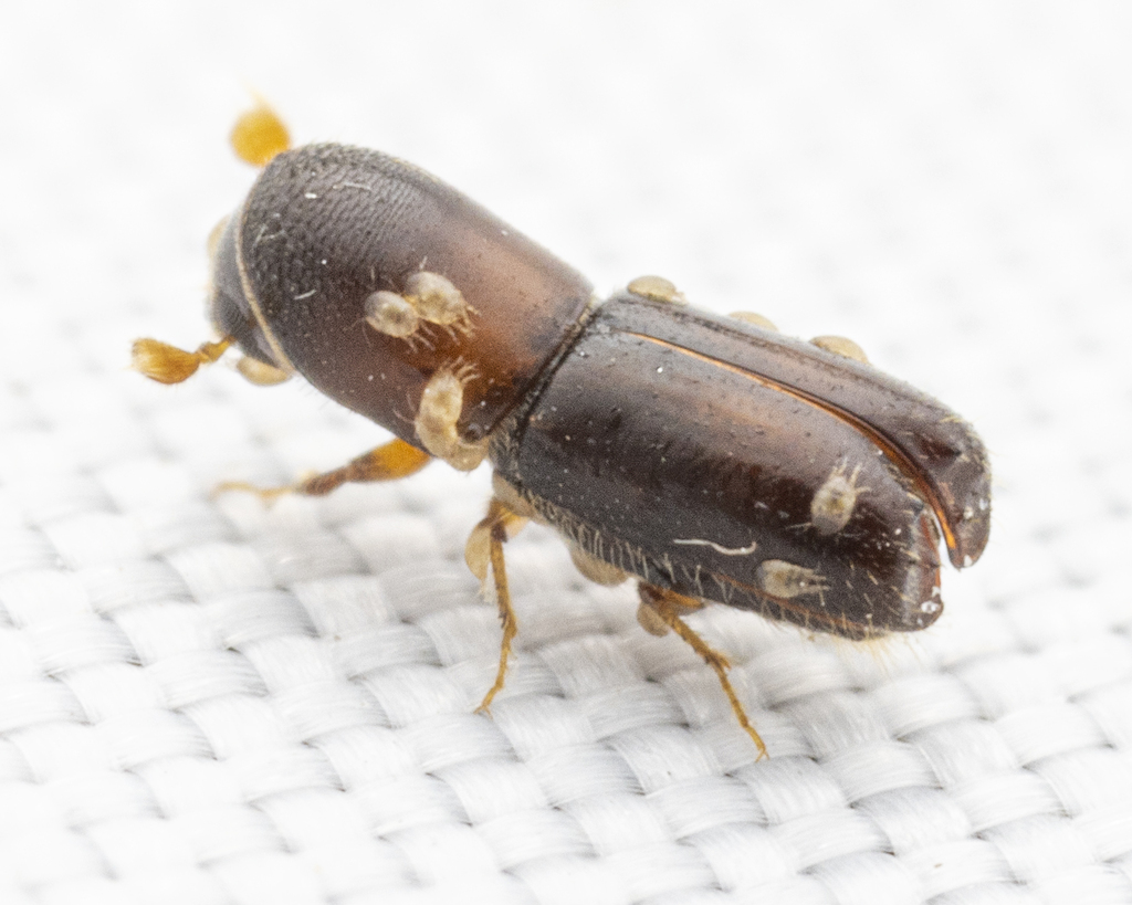 Monarthrum dentigerum