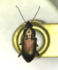 Poecilus chalcites