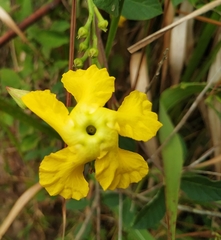 Mandevilla subsagittata
