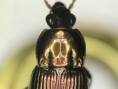 Poecilus chalcites