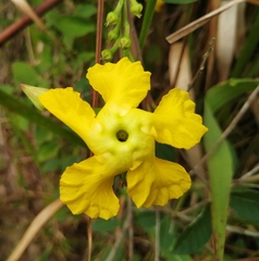 Mandevilla subsagittata