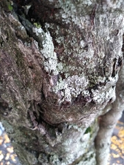 Lecanoromycetes