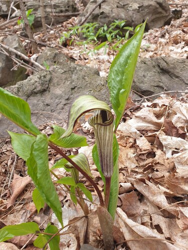 Arisaema triphyllum