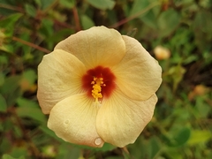 Peltaea riedelii