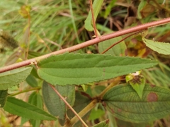 Peltaea riedelii