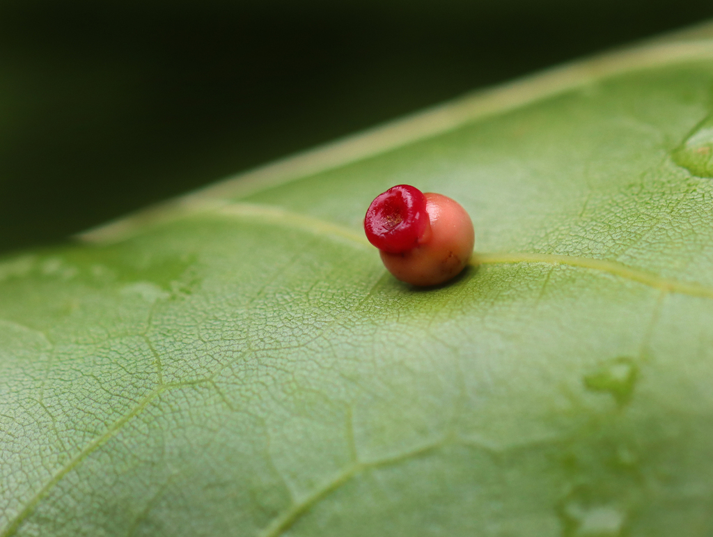 Kokkocynips rileyi
