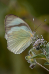 Itaballia demophile centralis