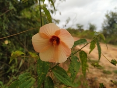 Peltaea riedelii