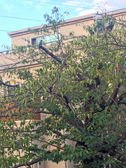 Hypsipetes amaurotis