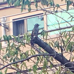 Hypsipetes amaurotis