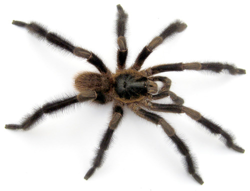 Sierra Chichones