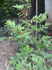 Erythroxylum coca