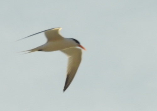 Charrán bengalí (Thalasseus bengalensis)
