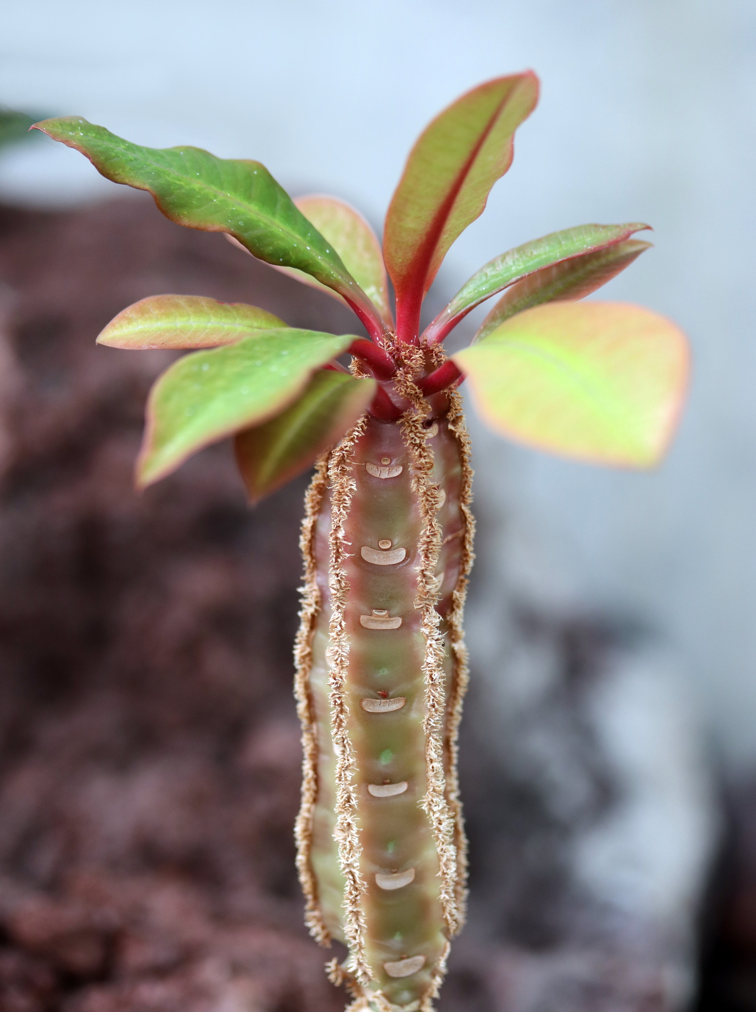 Euphorbia leuconeura