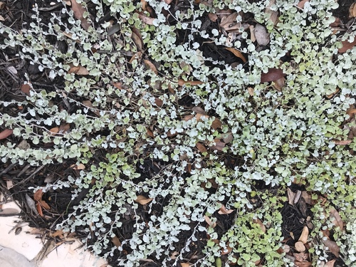 Dichondra argentea