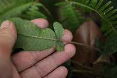 Grypothrix triphylla