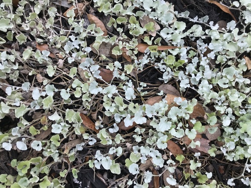 Dichondra argentea