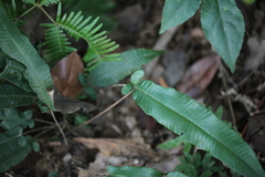 Grypothrix triphylla
