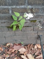 Ageratina altissima