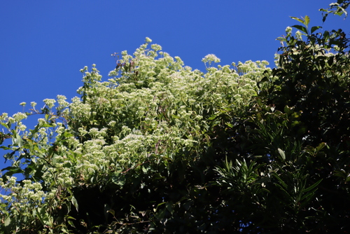Mikania natalensis, photograph 3