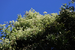 Mikania natalensis, photograph (c) Tony Rebelo, some rights reserved (CC BY-SA)
