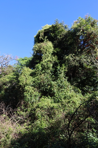 Mikania natalensis, photograph 2
