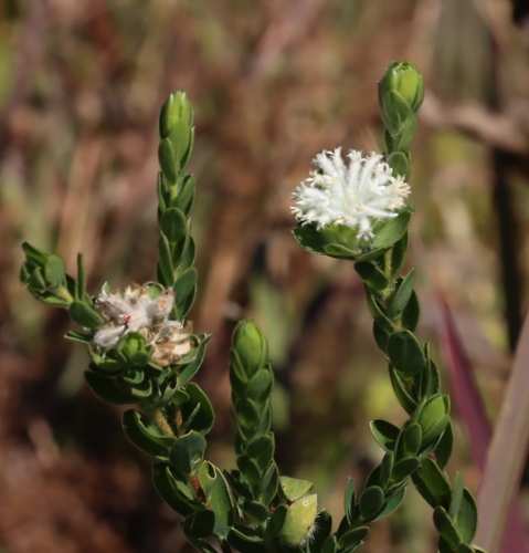 Pincushion Curryflower (Lasiosiphon calocephalus)